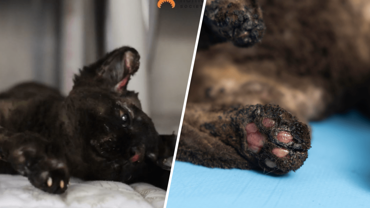 Libby, la gatita que sobrevivió a quemaduras graves