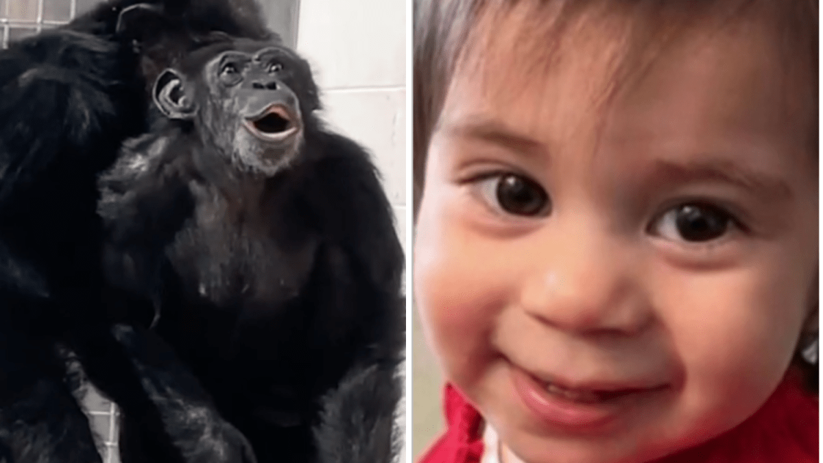 Lo más insólito: abandonó a su bebé para ir a vacaciones, y chimpancé ve el cielo por primera vez