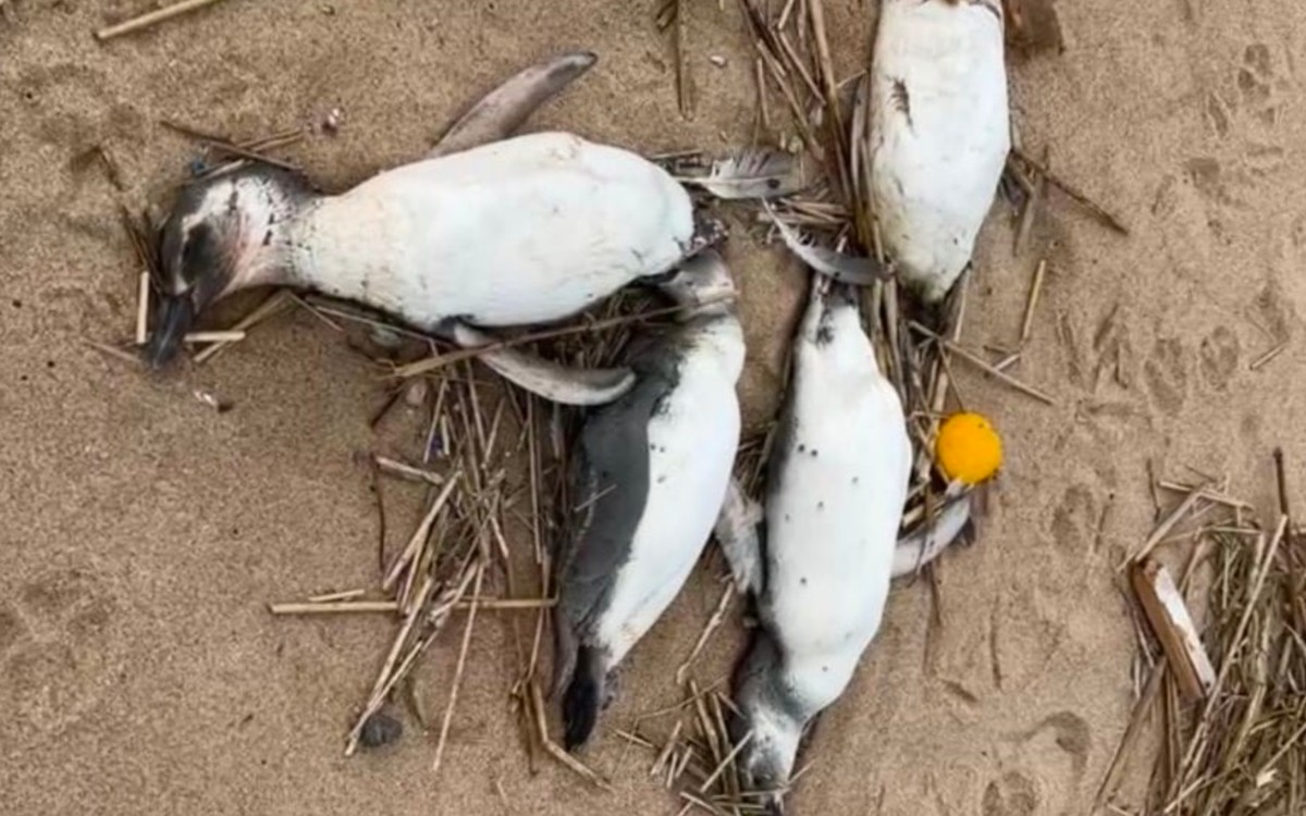 Más de 2,000 pingüinos aparecen muertos en las costas de Uruguay