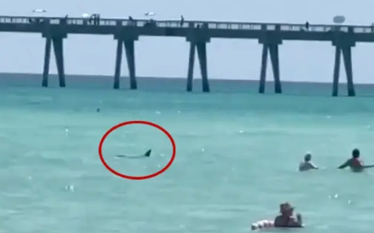 NY apuesta por drones ante creciente presencia de tiburones en sus playas