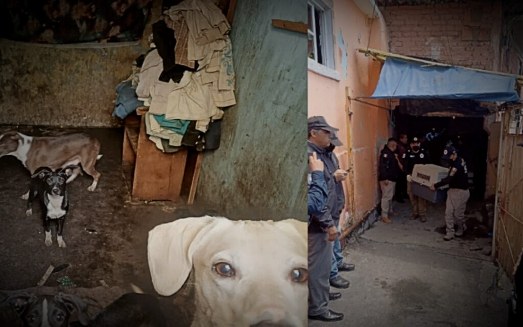 Video | Rescatan a 18 perritos maltratados en la GAM y hallan a otros 7 muertos