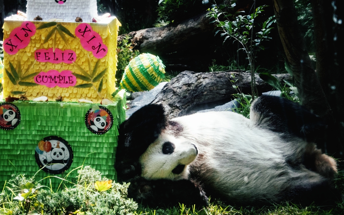 Videos y fotos | ¡Felicidades! Panda Xin Xin celebra su cumpleaños 33
