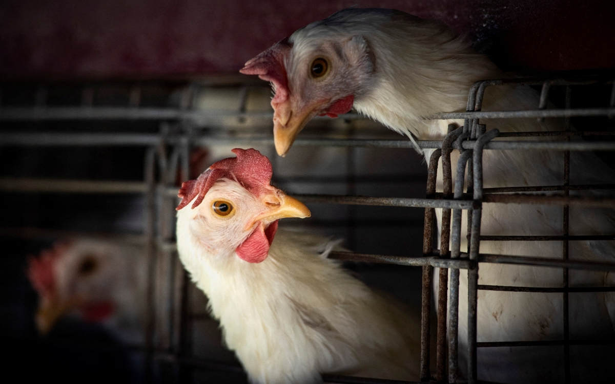 Virus aviar podría mutar e infectar fácilmente a personas: OMS