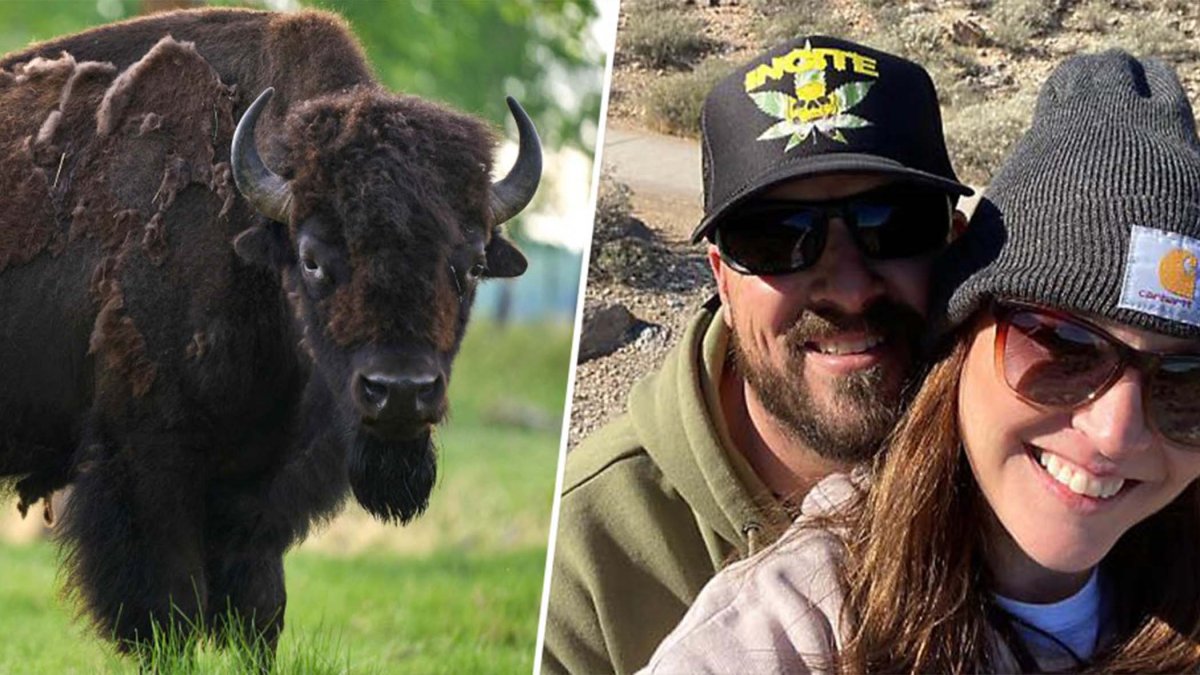 bisonte ataca y cornea a mujer de Phoenix en Parque Nacional de Yellowstone