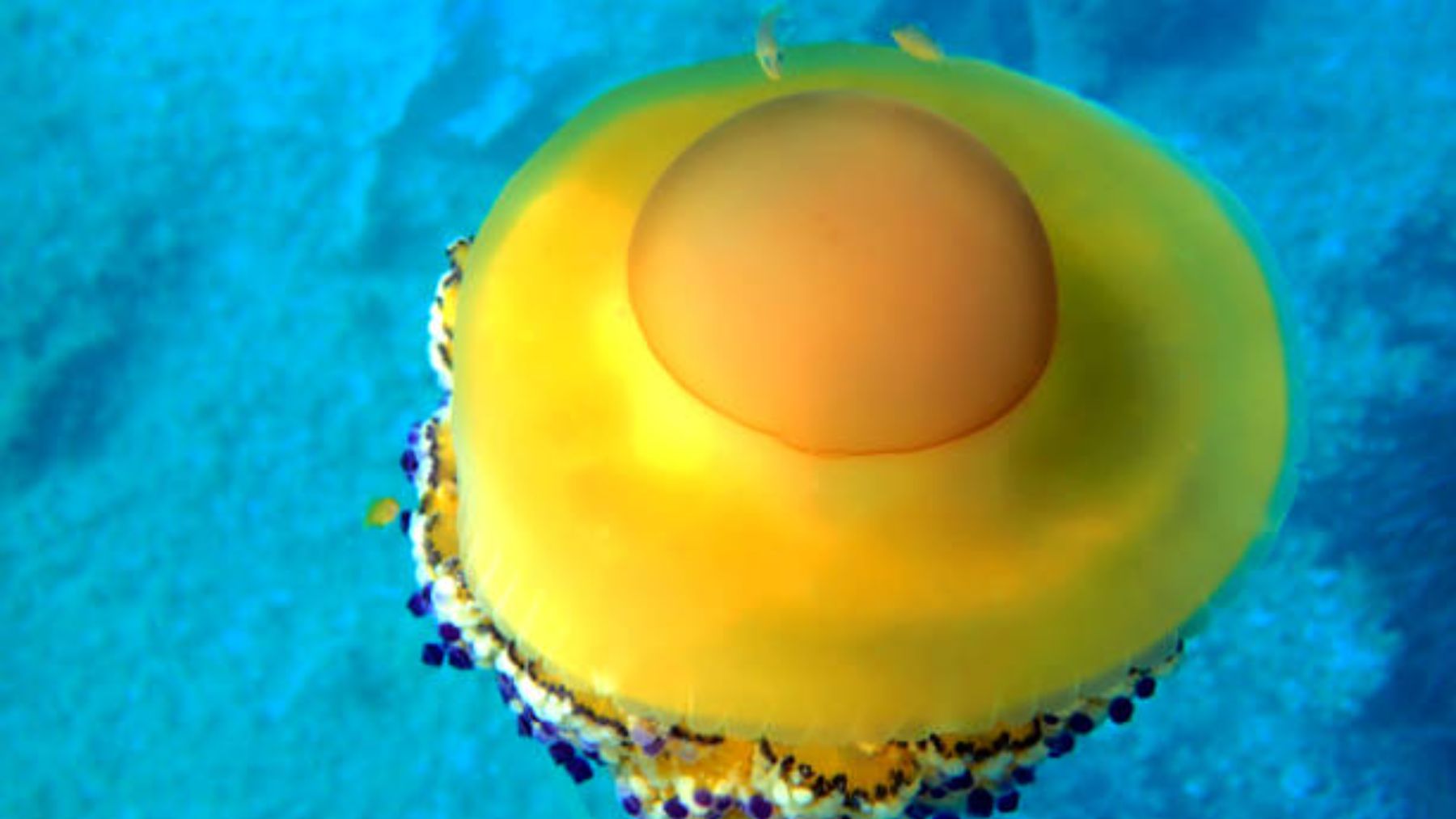 llegan las medusas ‘huevo frito’ a esta zona de España
