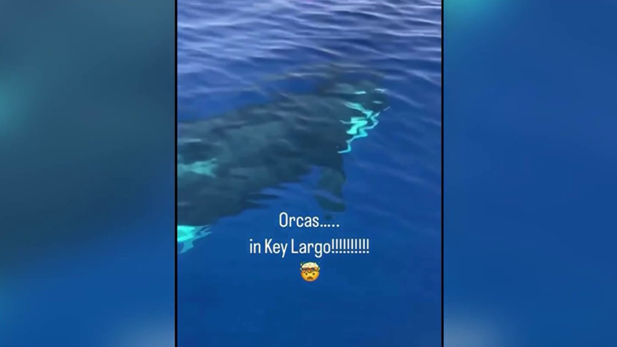 manaca de orcas en Cayos de Florida