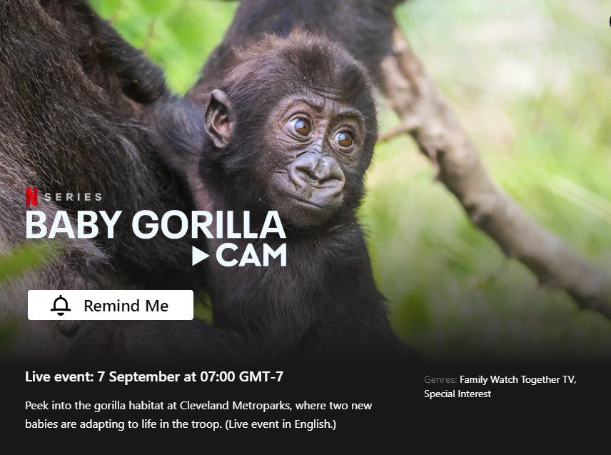 página de netflix de transmisión en vivo de baby gorilla cam