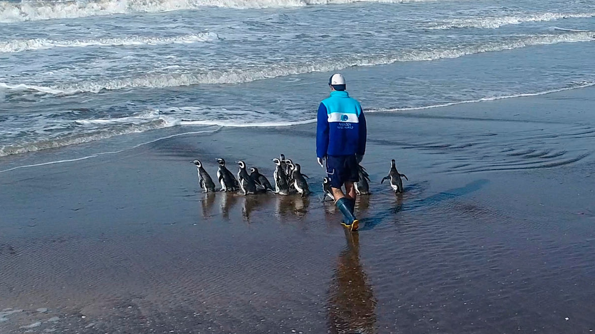 Bañaditos y gorditos: así regresan 15 pingüinos al océano tras rehabilitarlos