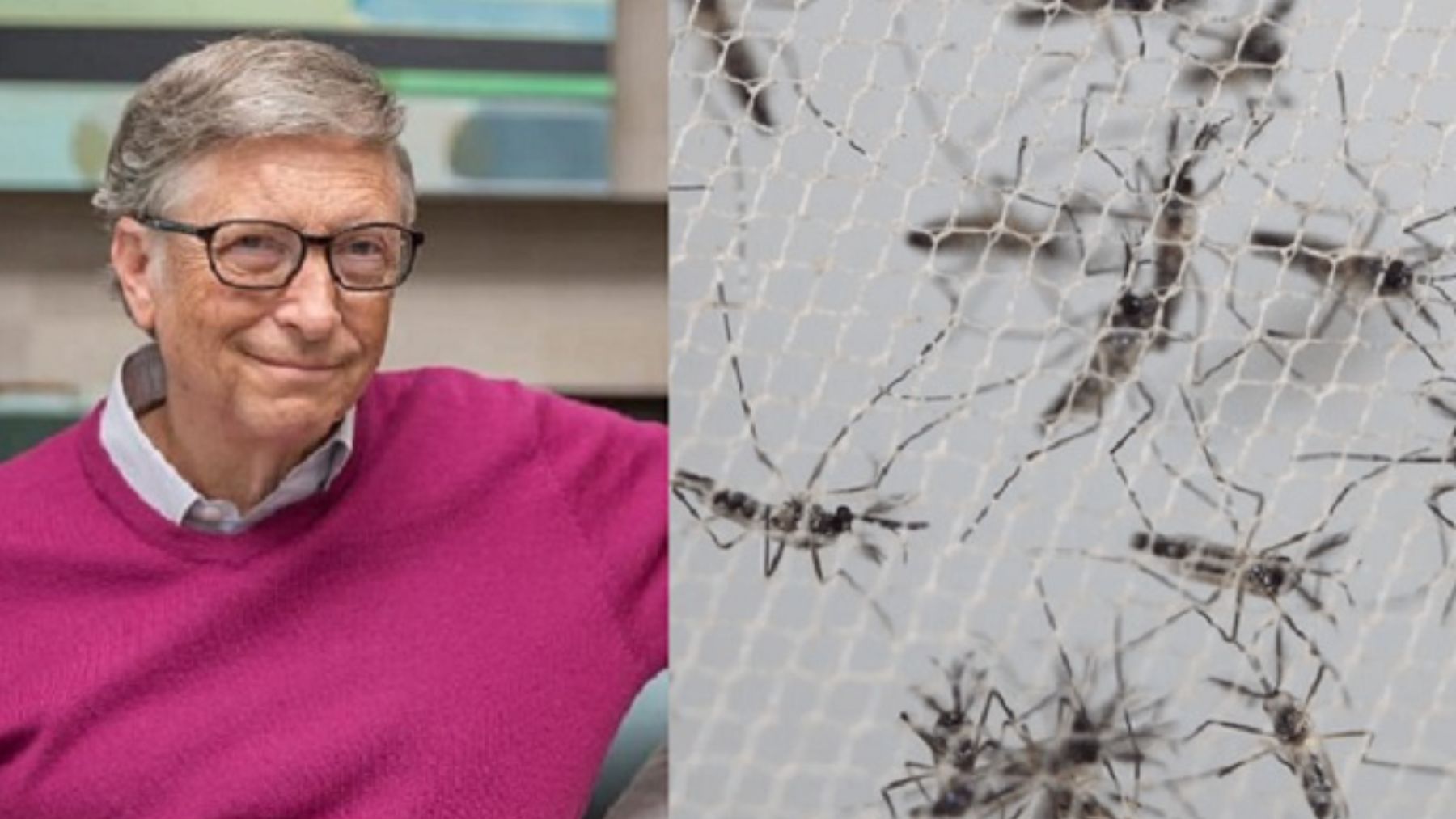 Bill Gates tiene una granja que produce 30 millones de mosquitos cada semana y esta es la razón