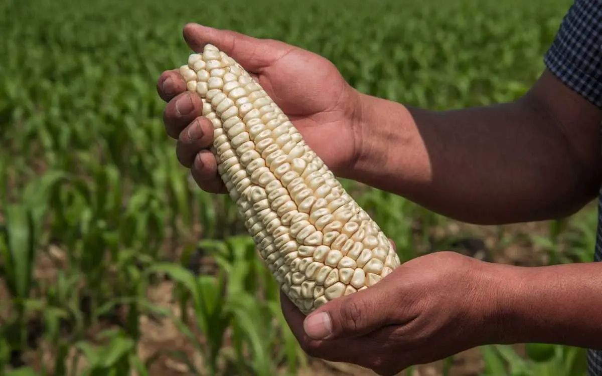 EU se niega a colaborar con México en estudio sobre maíz transgénico: Reuters