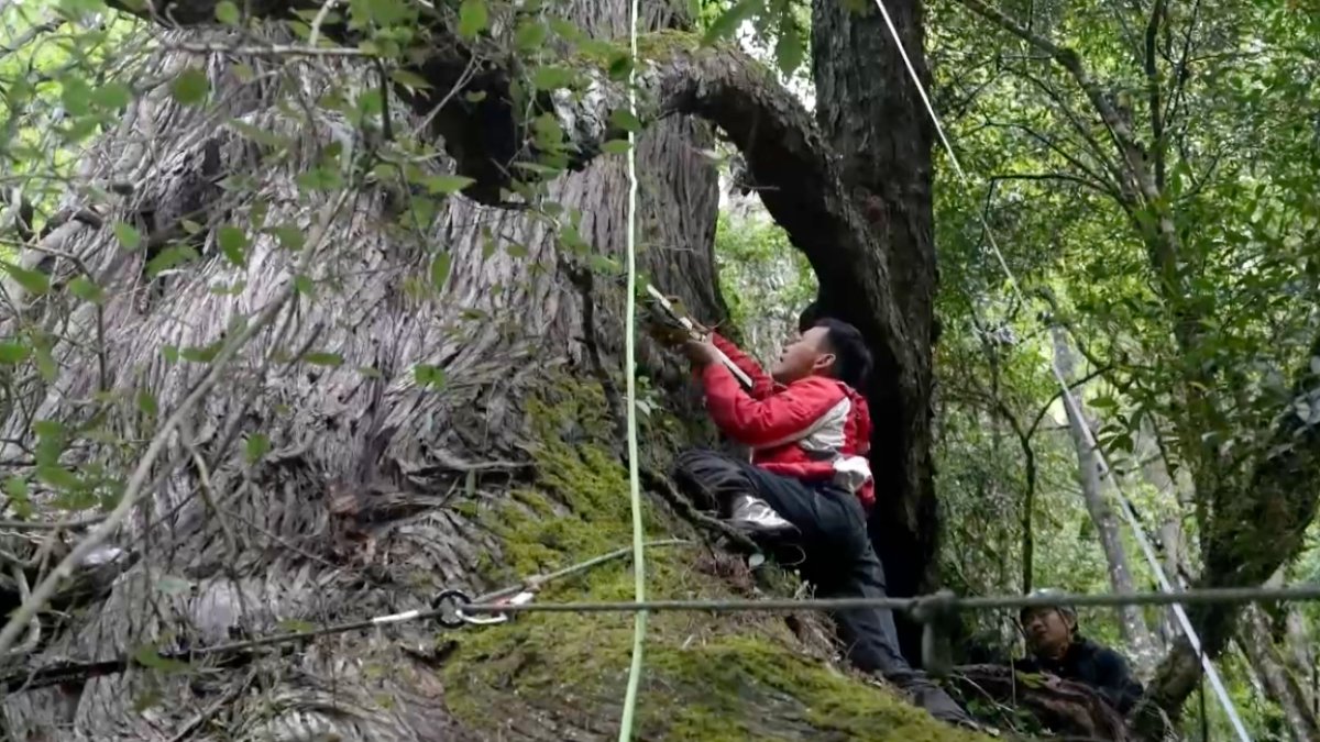 En video: este es el árbol más alto de Asia