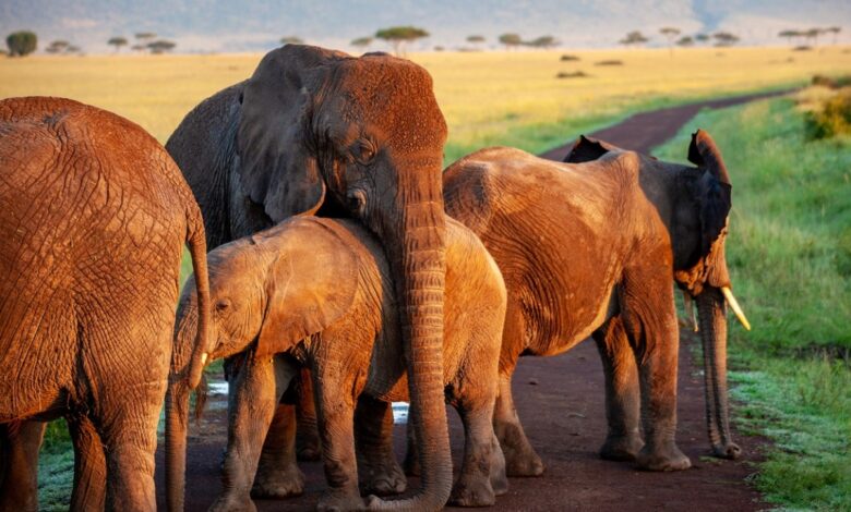 Escapa manada de elefantes del Parque de la Reina Isabel en Uganda: 2 muertos
