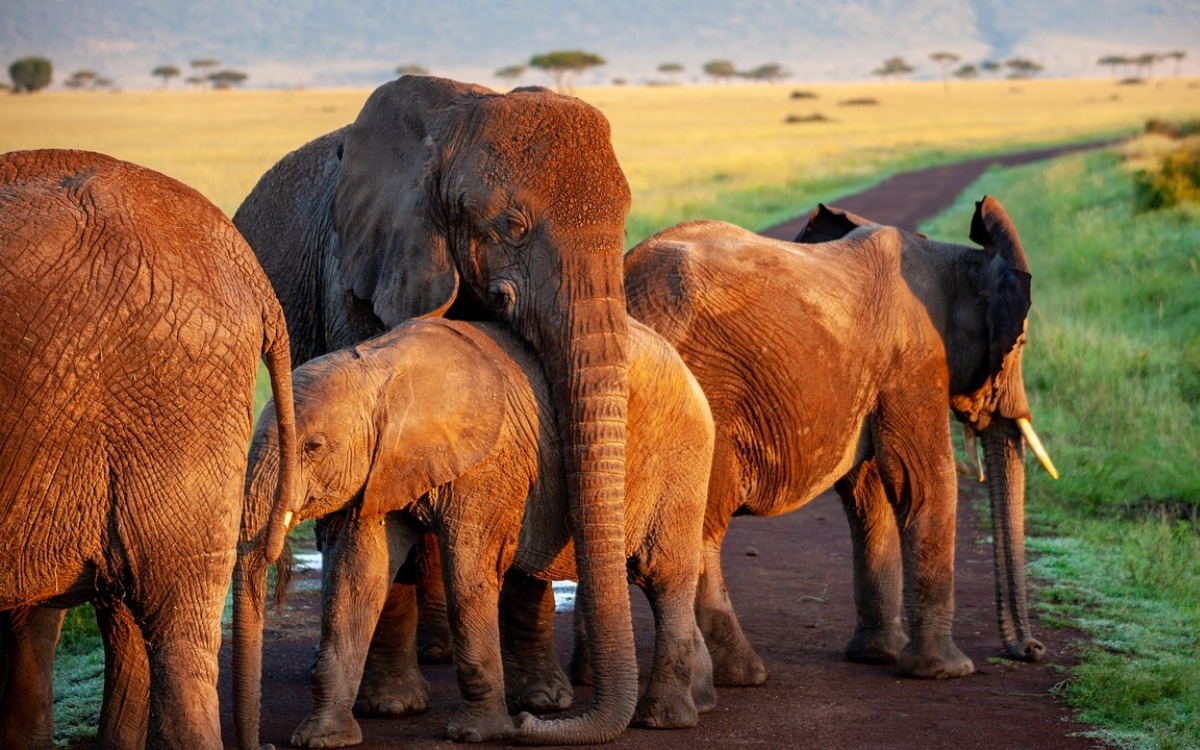 Escapa manada de elefantes del Parque de la Reina Isabel en Uganda: 2 muertos