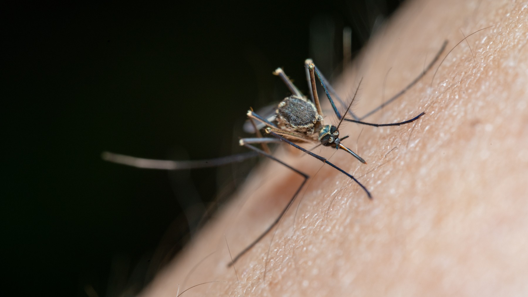 Hay un truco infalible para que los mosquitos no aniden en tu casa. Acaba con ello