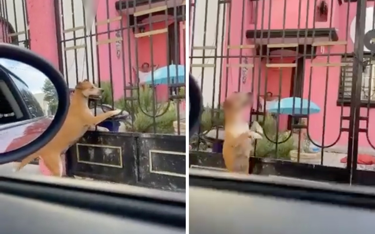 Hombre cuelga a perro y se sienta a verlo morir | Video