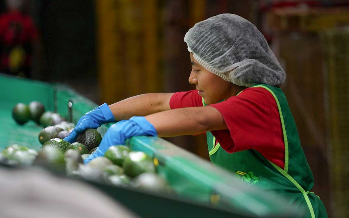 México registra superávit en la balanza comercial agroalimentaria del primer semestre