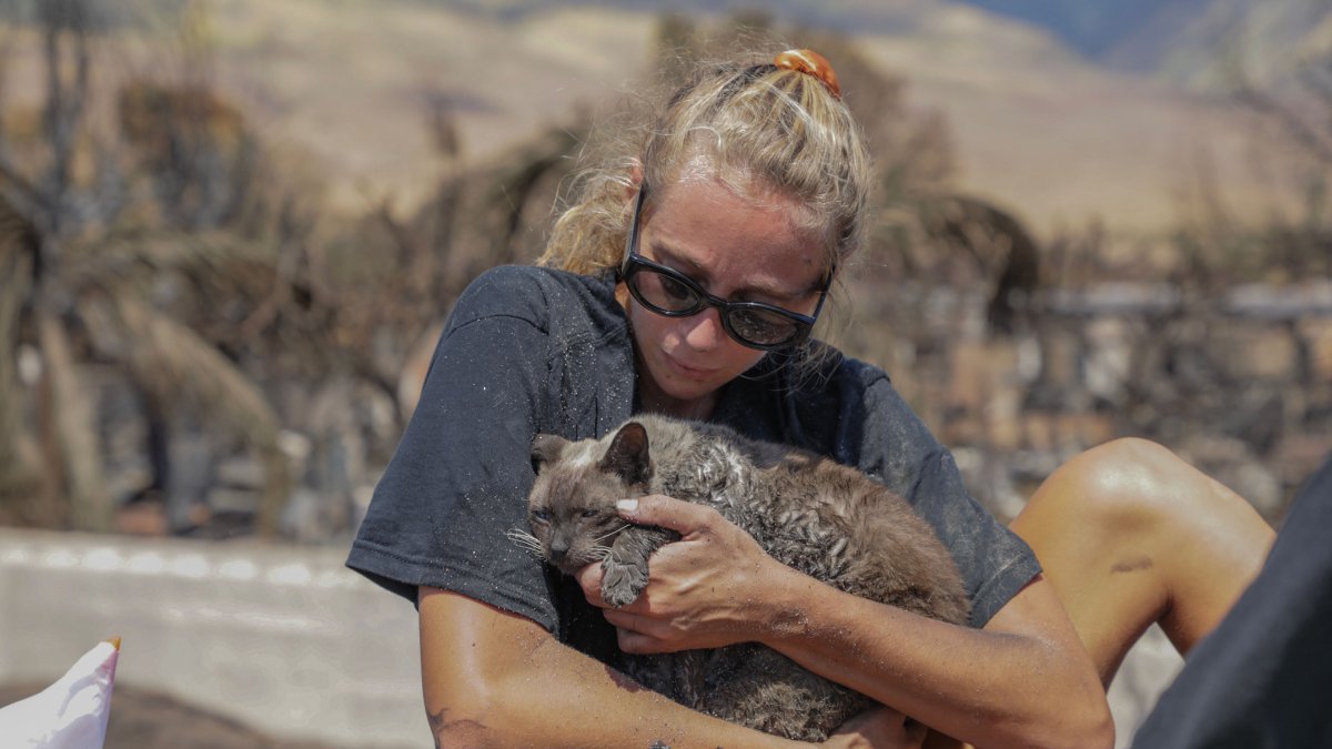 Miles de mascotas han desaparecido tras los incendios en Hawaii