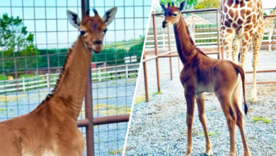 Nace jirafa sin manchas en Brights Zoo en Tennessee