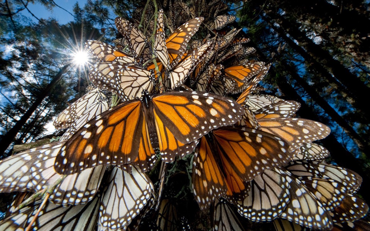 Plantan 2 mil 600 árboles en la principal reserva de la mariposa monarca