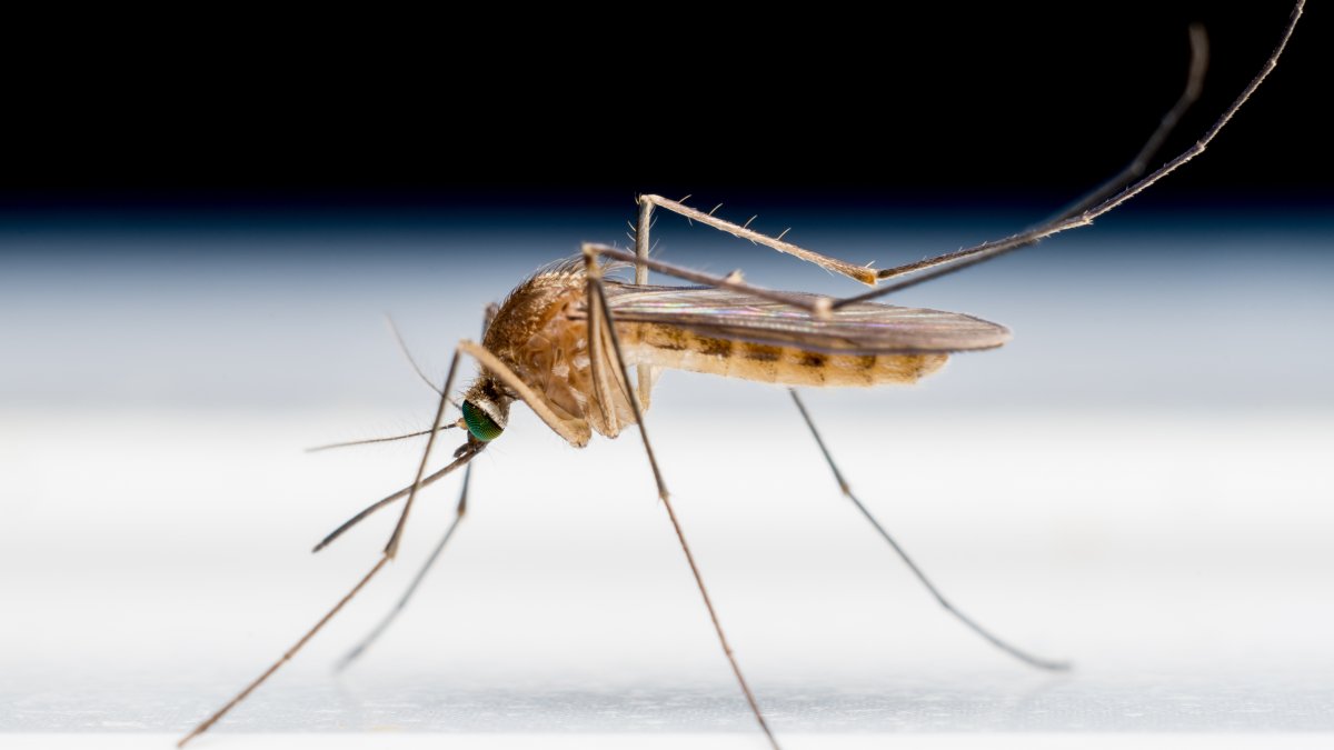 Residente de Maryland diagnosticado con malaria