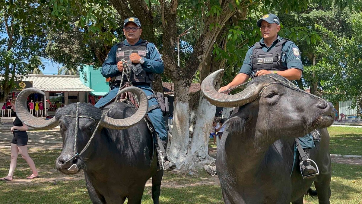 Único en el mundo: el escuadrón policial que enfrenta el crimen montado en búfalos