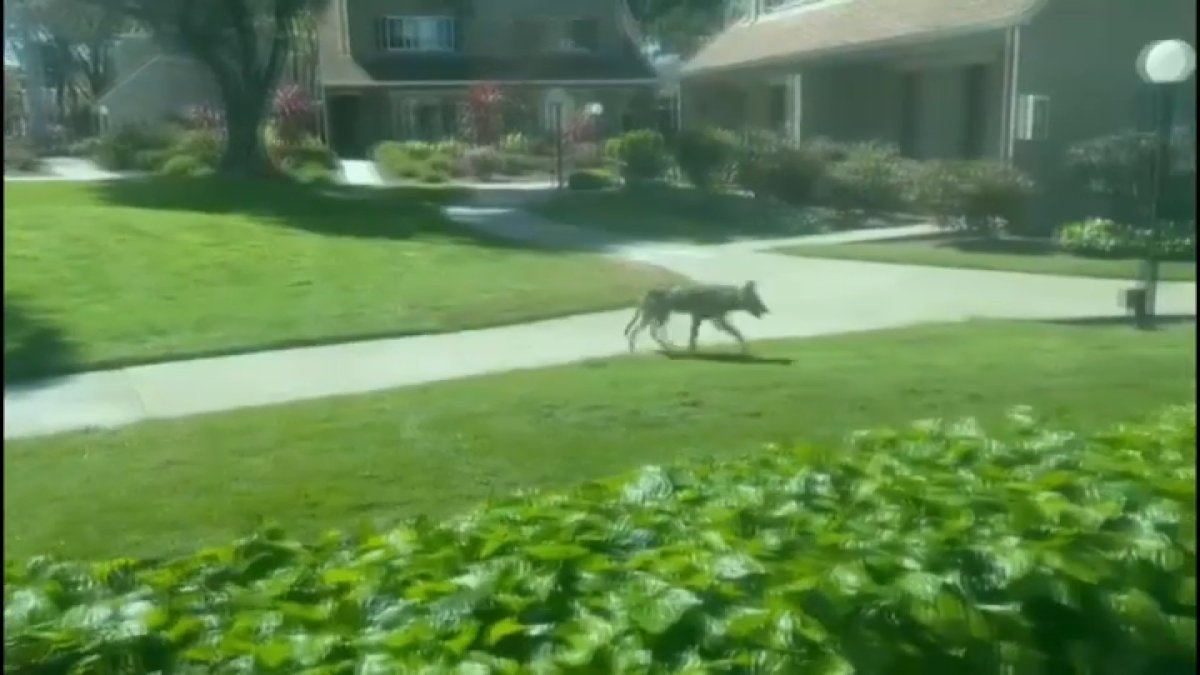 aumentan en San José los avistamientos de coyotes