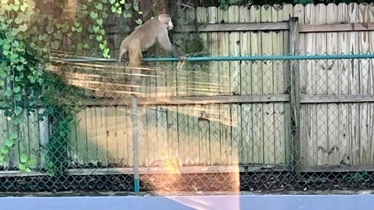 autoridades advierten sobre monos salvajes en Orange City
