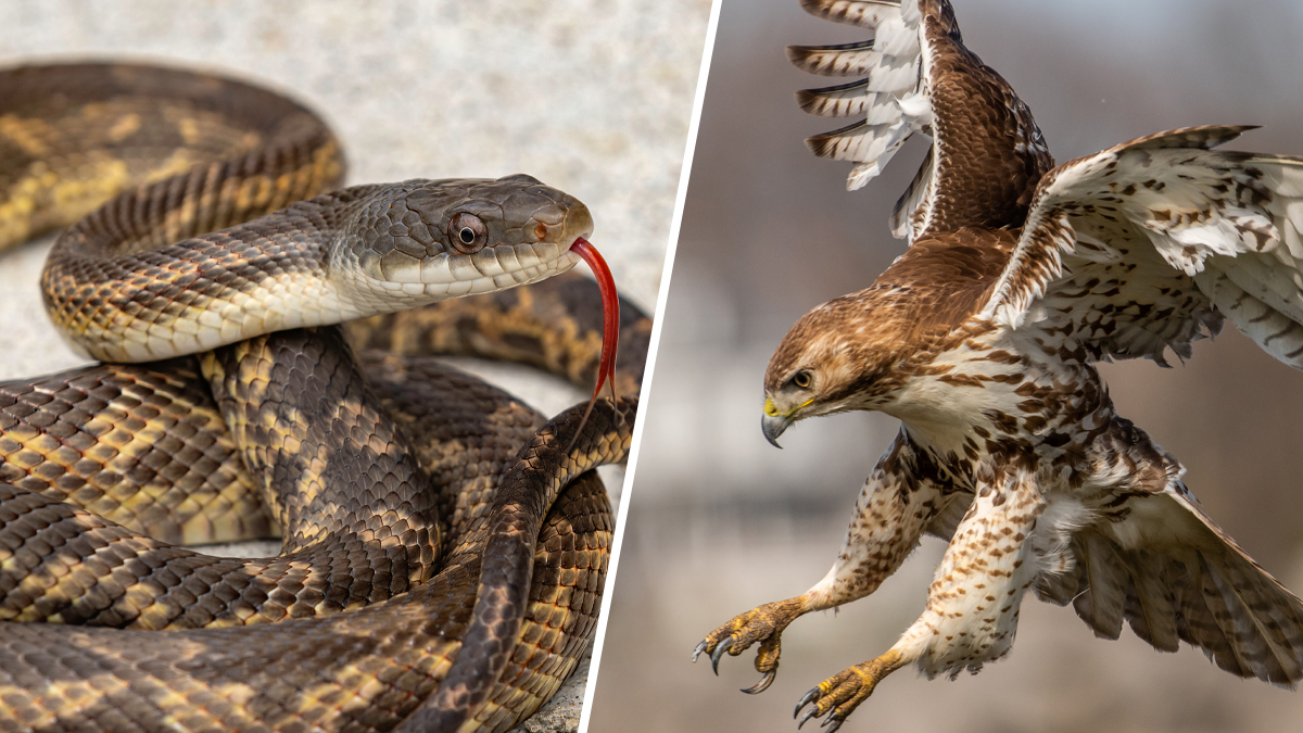 mujer es atacada por serpiente y halcón al mismo tiempo