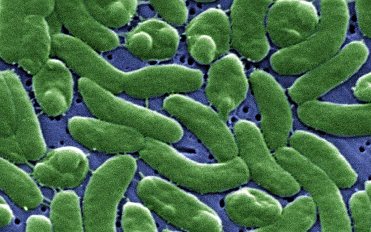 EU alerta sobre presencia de mortífera bacteria ‘come carne’ en aguas del Atlántico y el Golfo de México