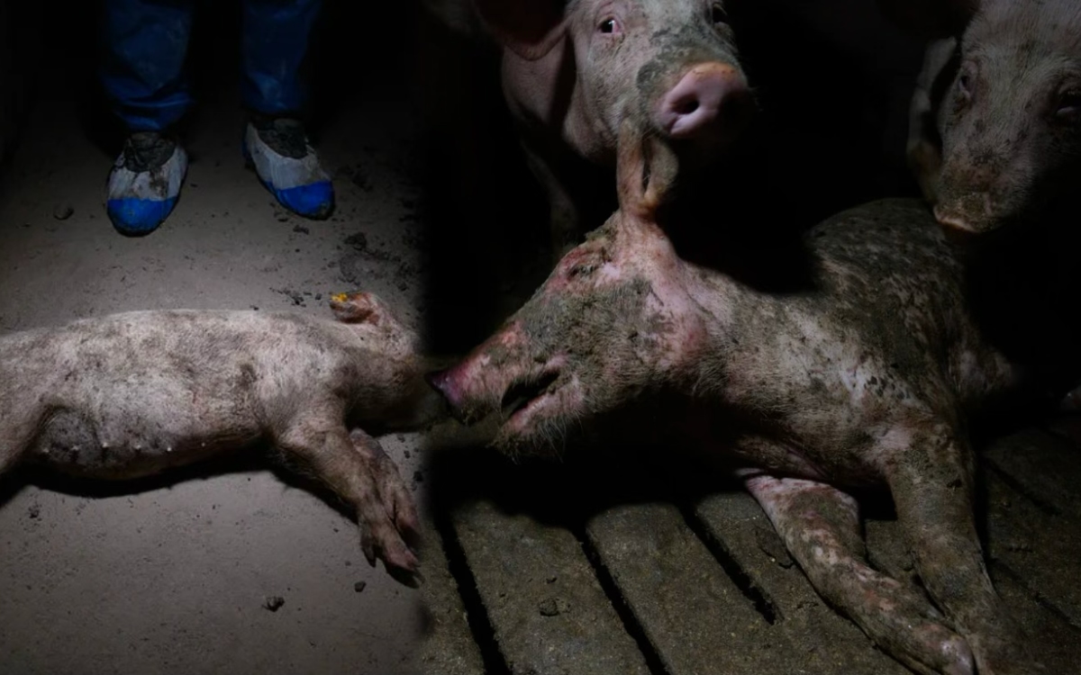Fuertes imágenes | Denuncian crueldad extrema contra cerdos en granjas de España