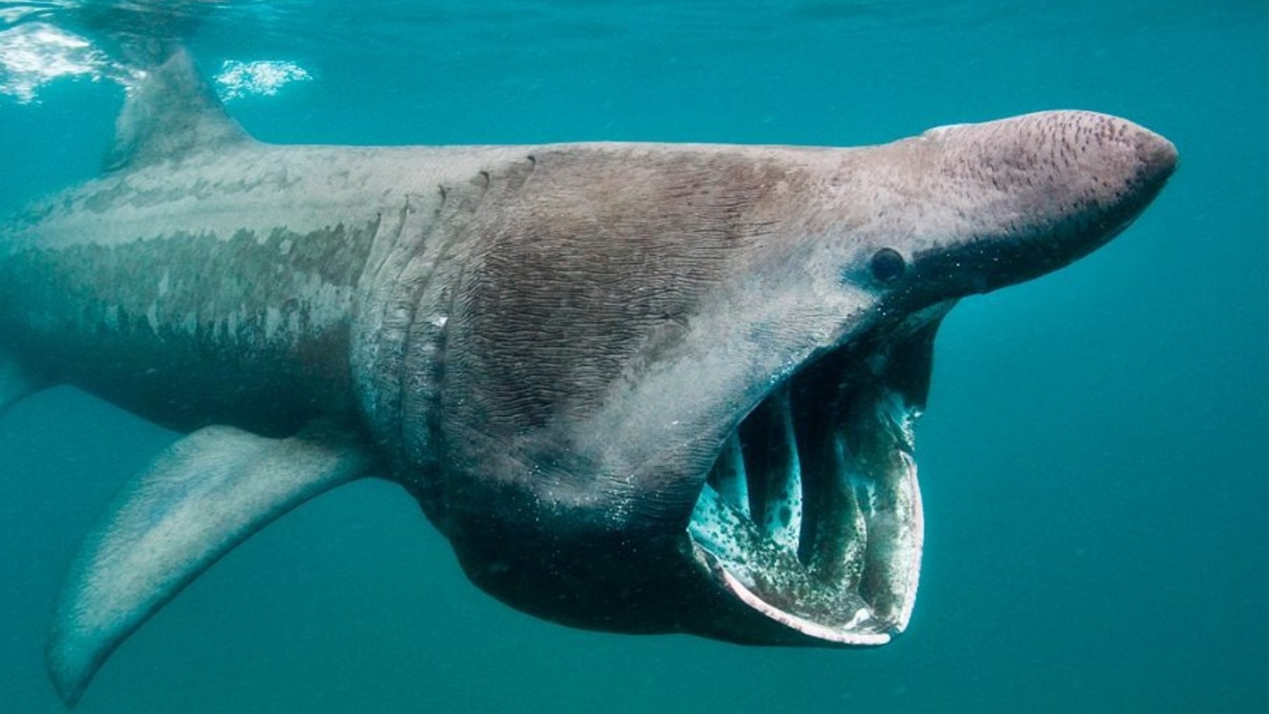 La curiosa relación que tiene el ser humano con el tiburón que ha sorprendido a los científicos