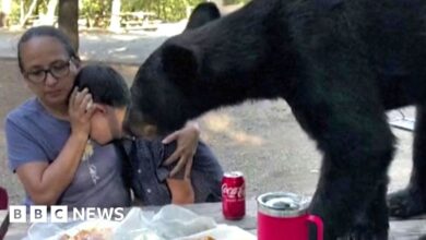 México: Un oso irrumpe en un picnic y deja a los espectadores congelados