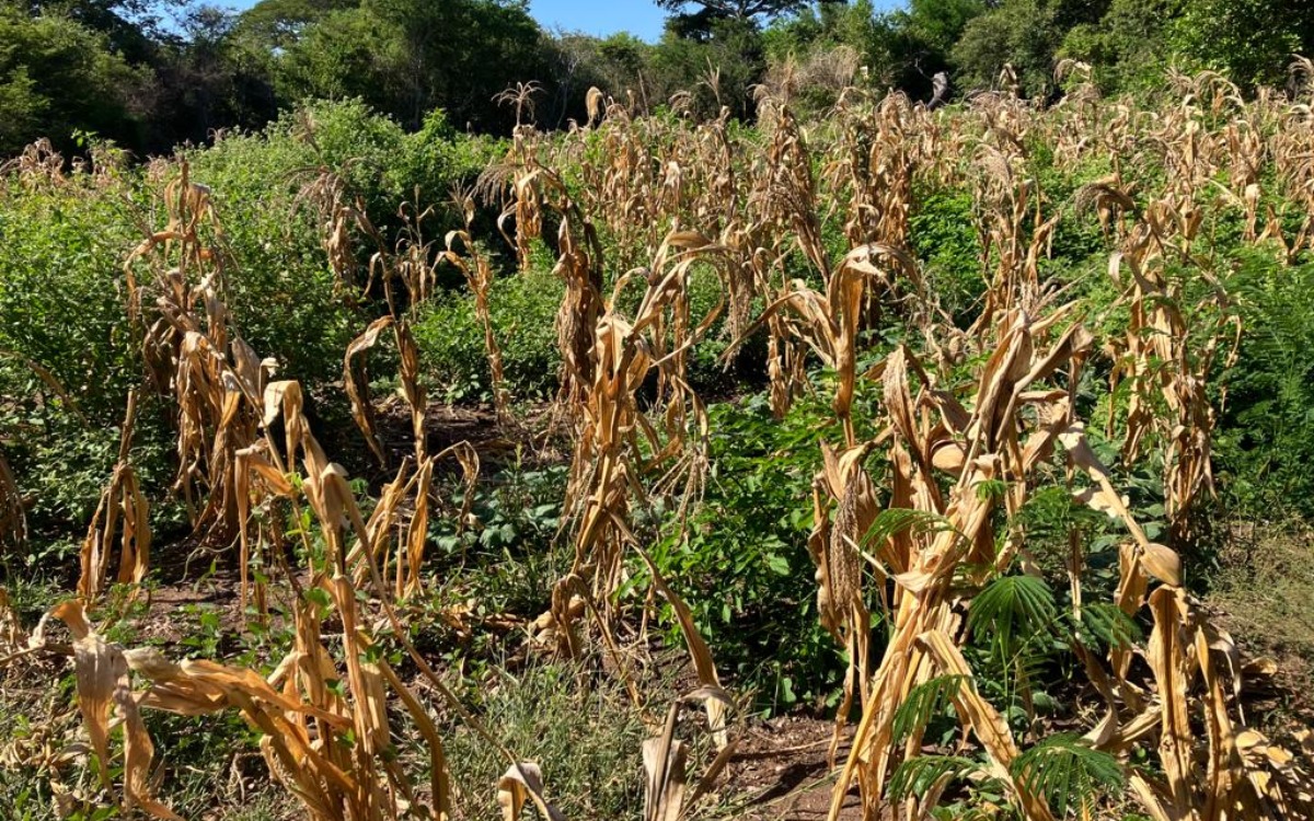 Sequía golpea a agricultores de maíz en Oaxaca; reportan pérdida del 60% en el Istmo