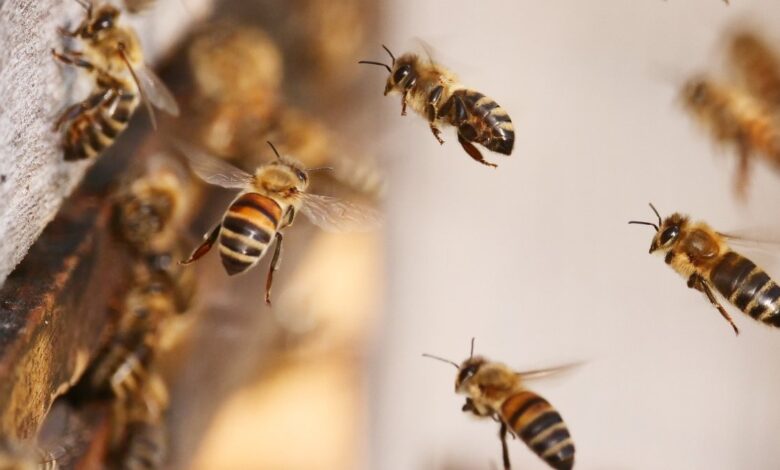 hombre muere tras ser picado por abejas y avispas en Kentucky