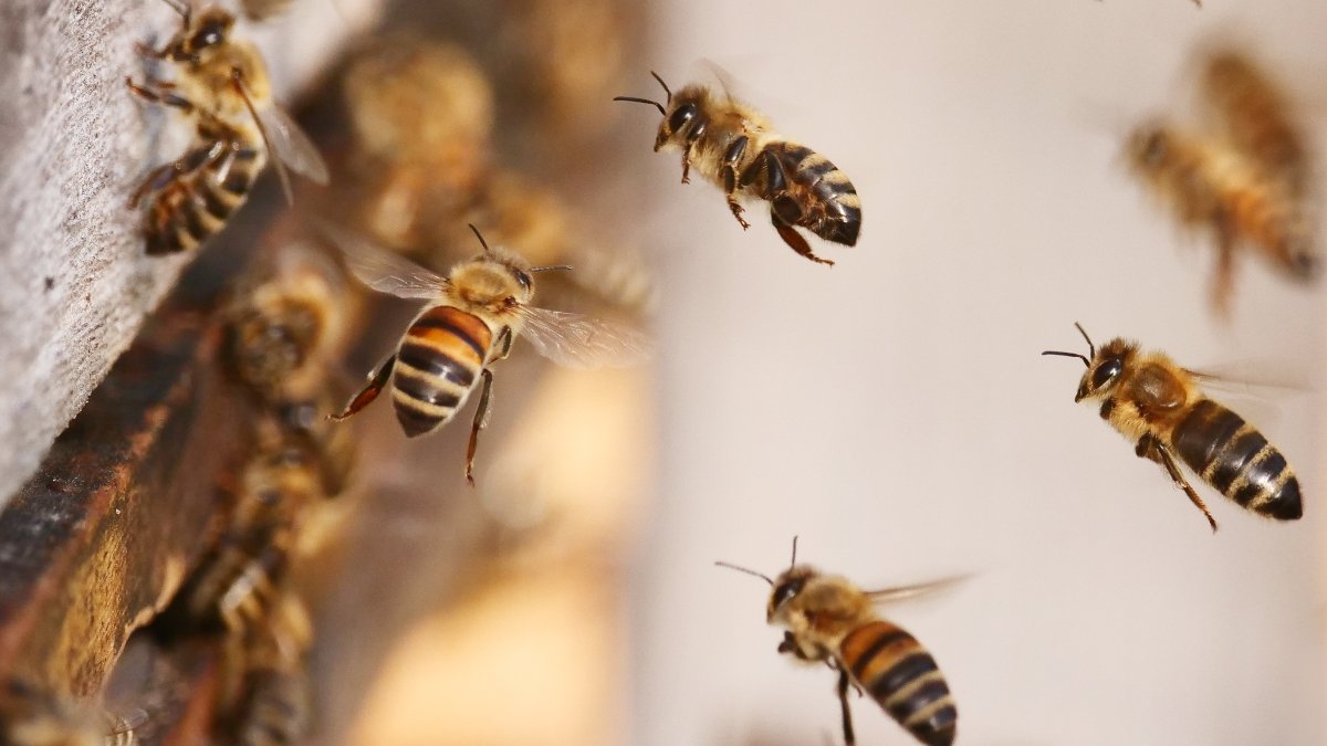 hombre muere tras ser picado por abejas y avispas en Kentucky