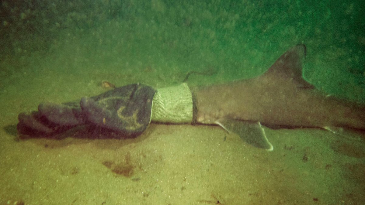 pareja rescata a bebé tiburón atrapado en un guante
