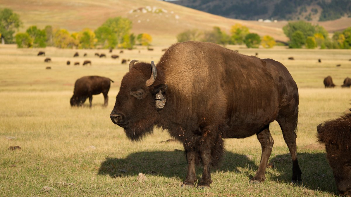 vaqueros y vaqueras arrean manada de más de 1,500 bisontes