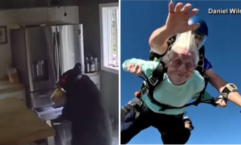 Insólito: oso hambriento se devora la lasaña en una casa, y anciana muere tras romper récord en paracaídas