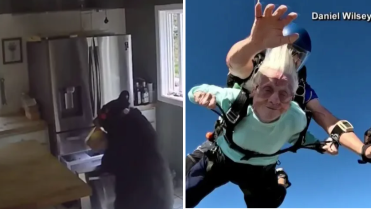Insólito: oso hambriento se devora la lasaña en una casa, y anciana muere tras romper récord en paracaídas