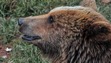 Japón ofrece recompensas por cazar osos ante alza de ataques a personas