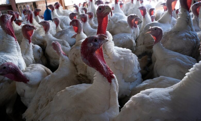 Reaparece la mortal gripe aviar en granjas de Estados Unidos