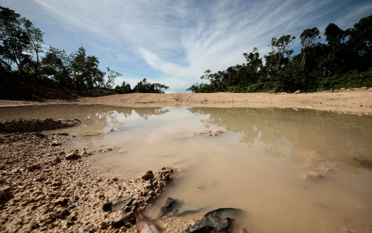 Tren Maya ha derribado más de 10 millones de árboles: ambientalistas
