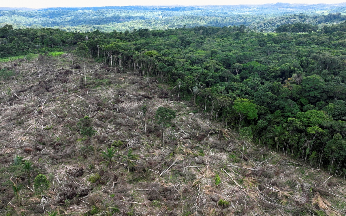 Deforestación de la Amazonia cayó un 22.3% el último año