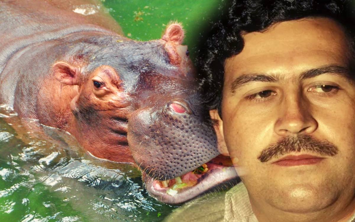 Esterilizarán o sacrificarán a los hipopótamos de Pablo Escobar