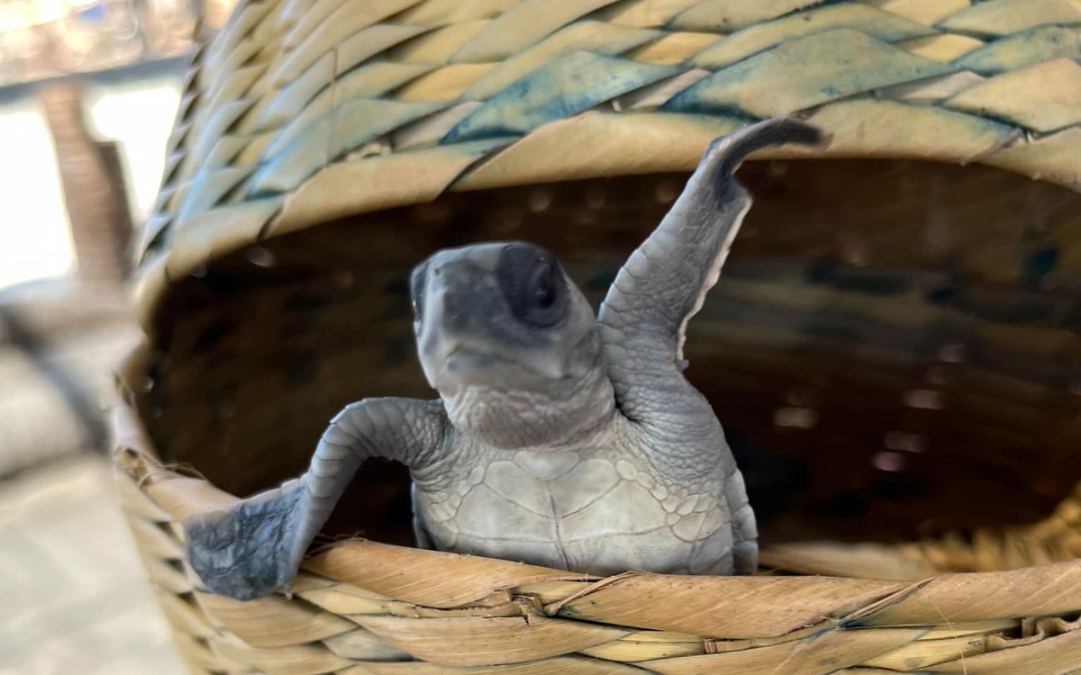 Huracán Otis deja en ruinas refugio de tortugas marinas en Acapulco | Video