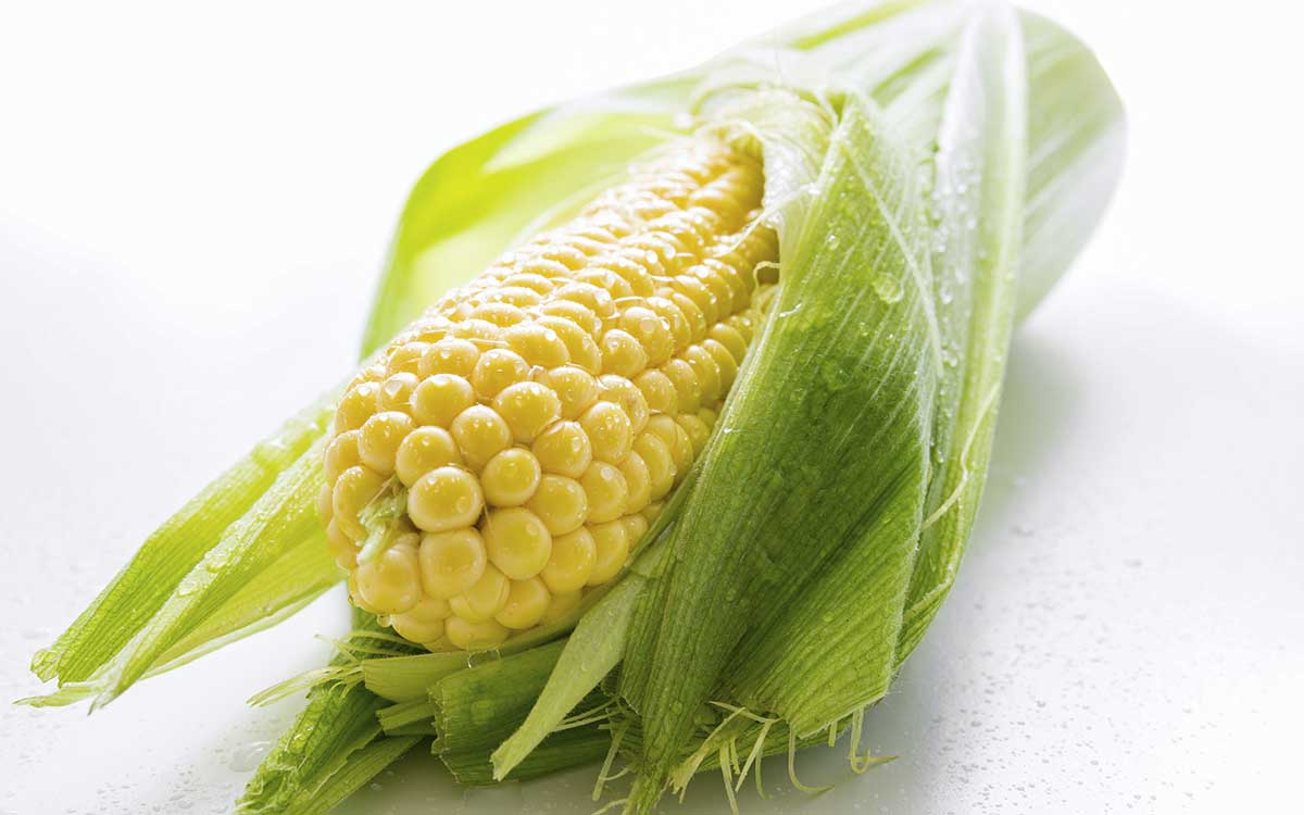 La industria prevé un aumento del 28 % en las importaciones de maíz amarillo en México