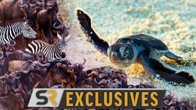 Los increíbles viajes de animales de Nat Geo presentan un avance de tres temas que abarcan todo el mundo [EXCLUSIVE]