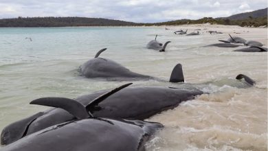 Mueren más de 30 ballenas piloto varadas en una playa de Australia