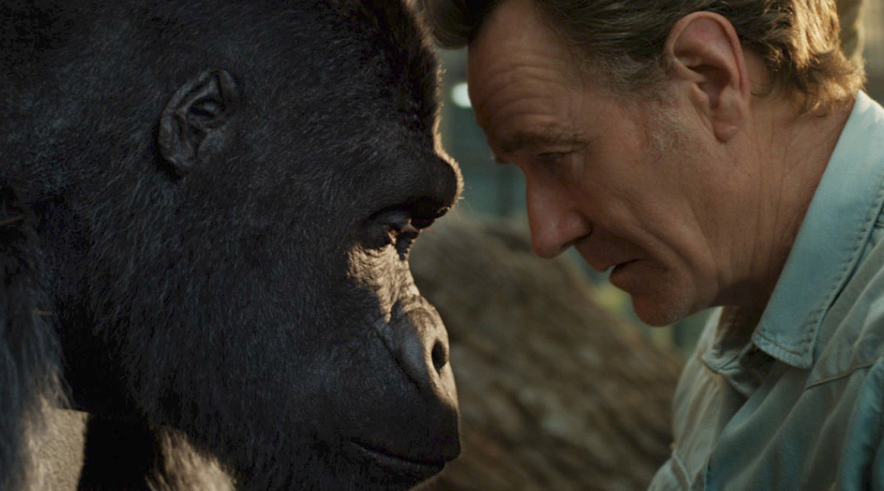 Tráiler de la película One & Only Ivan: Bryan Cranston intenta hacer que esta película CGI Gorilla funcione