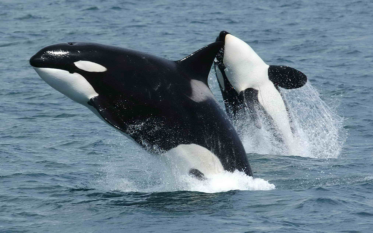 ¡Las orcas atacan! la manada hunde velero en el Estrecho de Gibraltar